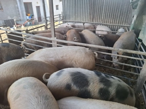 Porci de carne la oferta - imagine 3