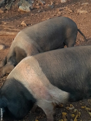 porcii de vânzare  - imagine 3