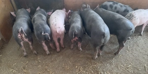 Vând purcei rasa pietrean - imagine 4