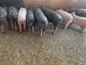 Vând purcei rasa pietrean - imagine 2