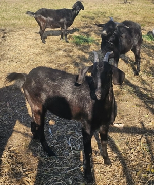 Vând 2 caprite și tap 
