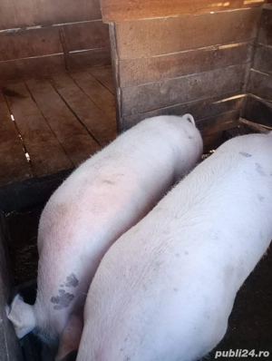 Porc de vânzare  - imagine 3