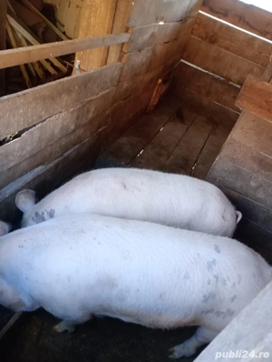 Porc de vânzare  - imagine 2