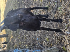 Vând 2 caprite și tap  - imagine 5