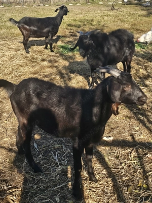 Vând 2 caprite și tap  - imagine 4