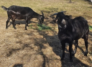 Vând 2 caprite și tap  - imagine 3