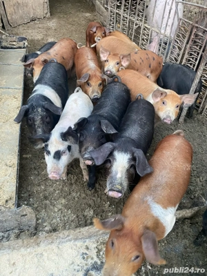 Vand purcei de 12 saptamani - imagine 3