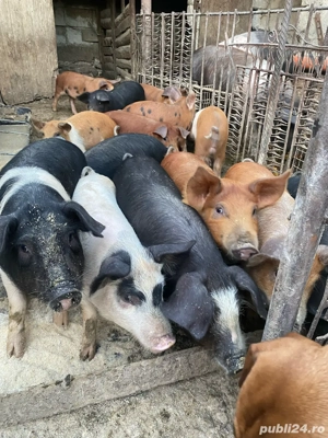 Vand purcei de 12 saptamani - imagine 2