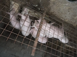 Am porci de vanzare dolj