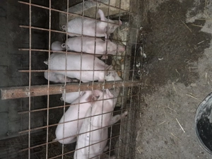 Am porci de vanzare dolj - imagine 2