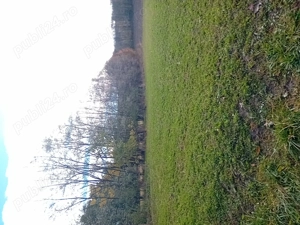 Vand teren  7026 mp Localitatea Petricani jud Neamt