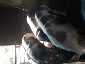 vand porci pentru crăciun  - imagine 3