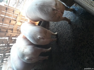 vand porci pentru crăciun  - imagine 2