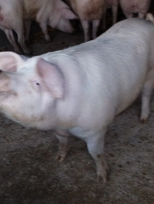 Vând porci - imagine 2