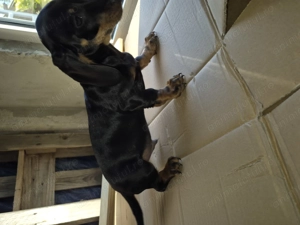 Tekel 4 masculi si o ferita