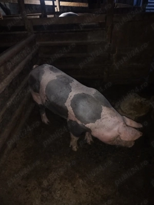 Porci rasa carne - imagine 2