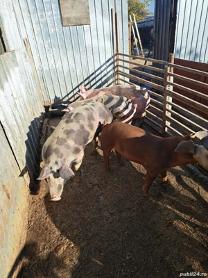 vând porci 