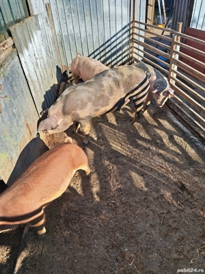 vând porci  - imagine 4