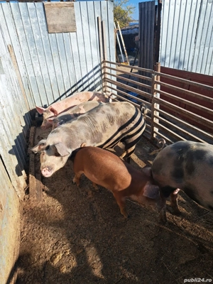 vând porci și purcei  - imagine 4