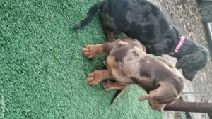 Teckel arlechin ( femela și mascul)11 săptămâni, vaccinați și deparazitați conform vârstei  - imagine 4