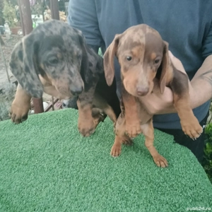 Teckel arlechin ( femela și mascul)11 săptămâni, vaccinați și deparazitați conform vârstei  - imagine 3