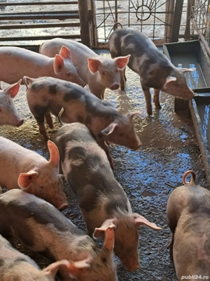 vând purcei  - imagine 2