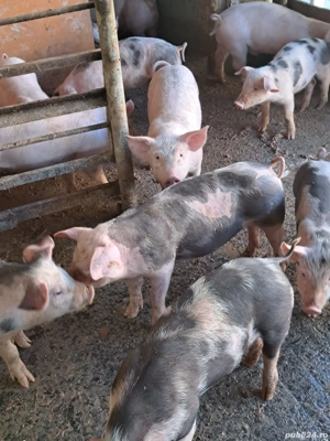 vând purcei  - imagine 3