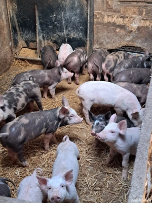 vând porci și purcei 