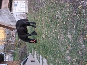 Vânzare mânza ! Detalii la telefon    - imagine 2