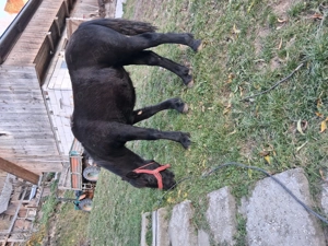 Vânzare mânza ! Detalii la telefon    - imagine 3