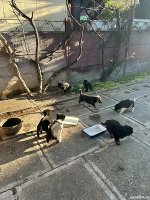 Vand cățeluși ciobănesc german - imagine 2