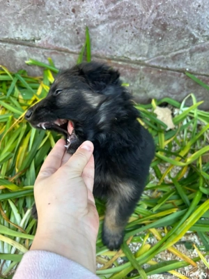 Vand cățeluși ciobănesc german - imagine 3