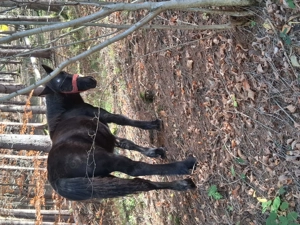 Vânzare mânza ! Detalii la telefon    - imagine 4