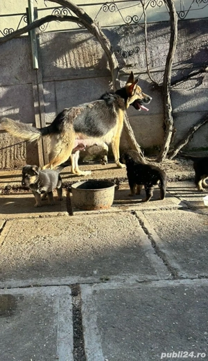 Vand cățeluși ciobănesc german