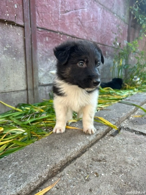 Vand cățeluși ciobănesc german - imagine 4