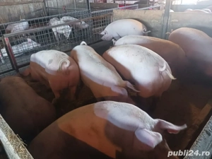 Mangalița -  Duroc - imagine 2