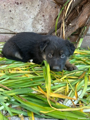 Vand cățeluși ciobănesc german - imagine 5