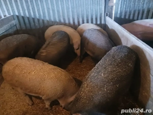 Mangalița -  Duroc - imagine 3