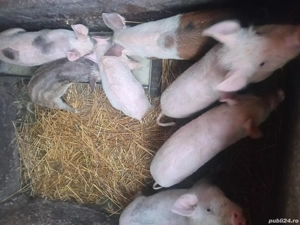 vand patru purcei de 9 săptămâni  - imagine 2