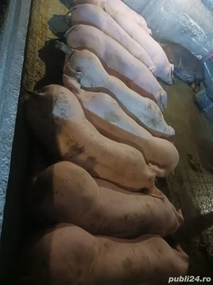 Mangalița -  Duroc - imagine 4