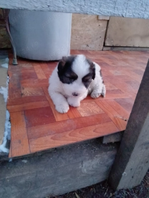 Vând Ciobanesc mioritic pur 