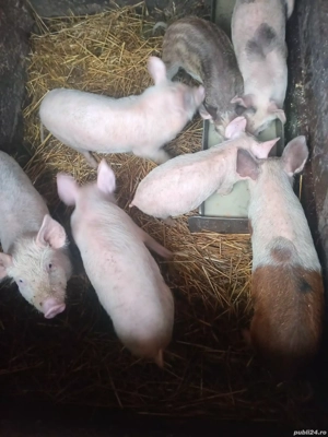 vand patru purcei de 9 săptămâni  - imagine 3