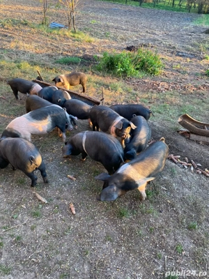 purcei de vanzare - imagine 4