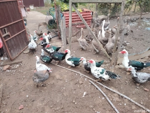 Rate mute  - imagine 2