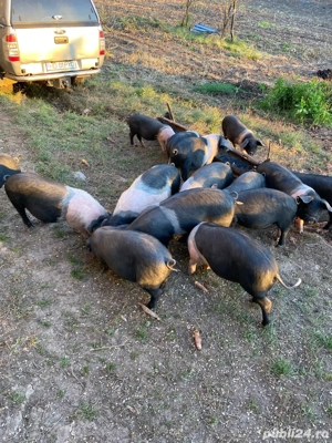 purcei de vanzare - imagine 2