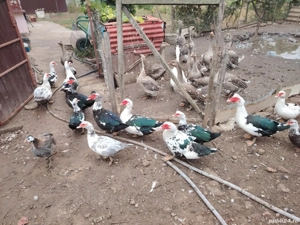 Rate mute  - imagine 3