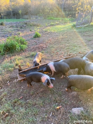purcei de vanzare - imagine 5