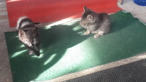 Donez pui pisica - imagine 3