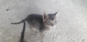 Donez pui pisica - imagine 4