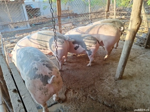 porci de rasa - imagine 2